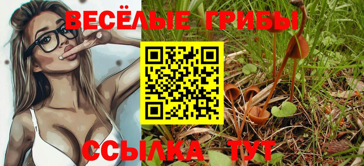 Псилоцибиновые грибы Psilocybe Коркино